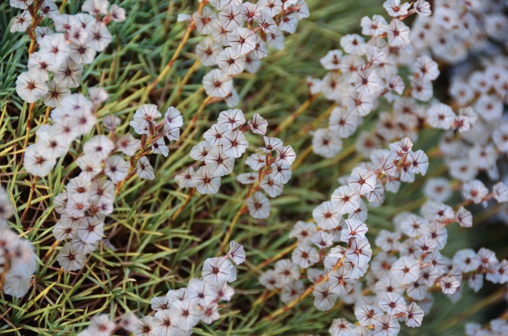 Acantholimon_acerosum6.JPG Acantholimon_acerosum6.JPG
