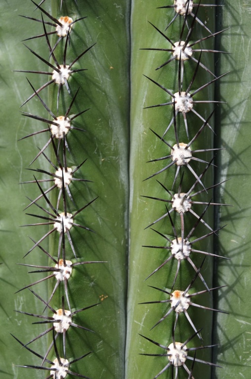 Echinopsis.JPG Echinopsis.JPG
